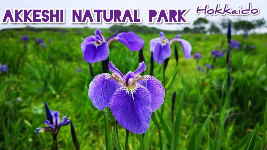 Adeyto 🌿 HOKKAIDO AKKESHI NATURAL PARK Ayame WILD IRIS Ayamegahara 📽️ HUAWEI P20 PRO