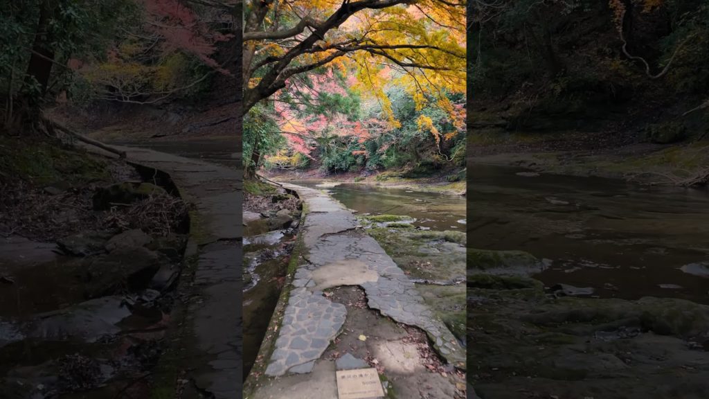 Autumn In The Yoro Valley of Chiba, Japan #shorts