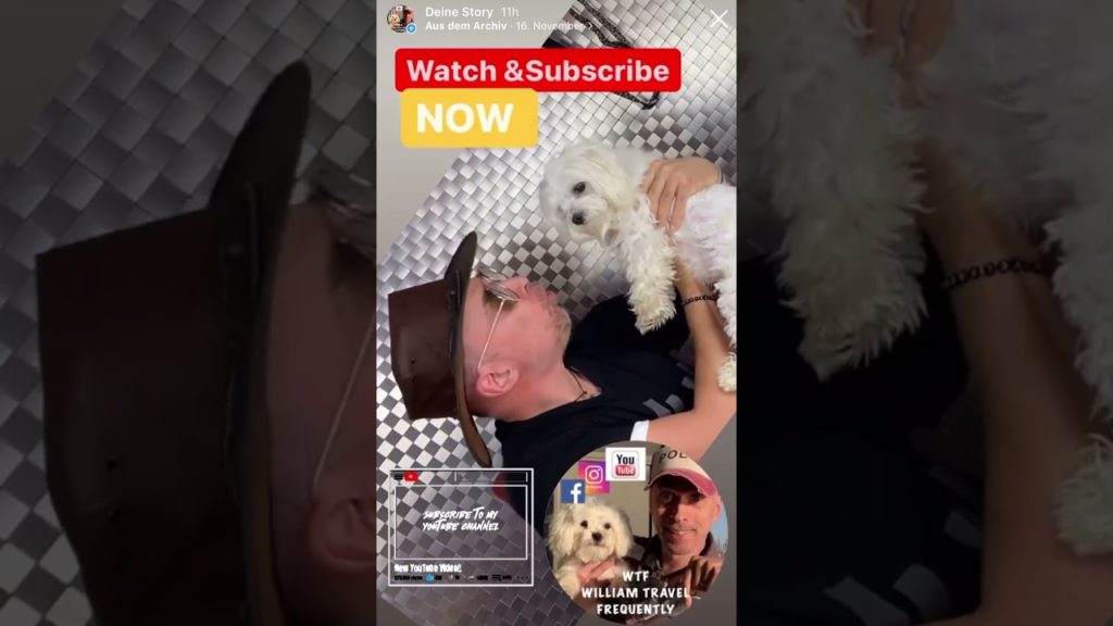 Cotton the maltese dog No 11 [Bello,sach mal ] #shorts