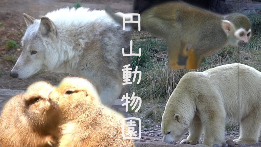 【北海道 4K】札幌市円山動物園の散歩(立体音響ASMR)