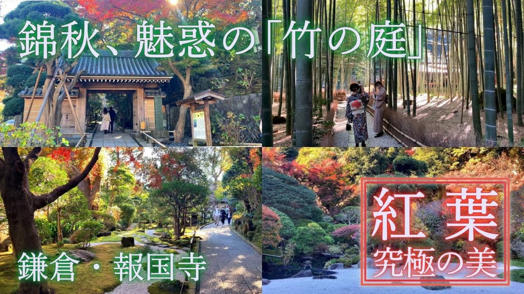 鎌倉・報国寺、錦秋・魅惑の「竹の庭」！：必見、歴史ある禅の寺の紅葉！竹の庭、枯山水庭園、茶席・休耕庵 Amazing Autumn Leaves! Hokoku-ji Kamakura