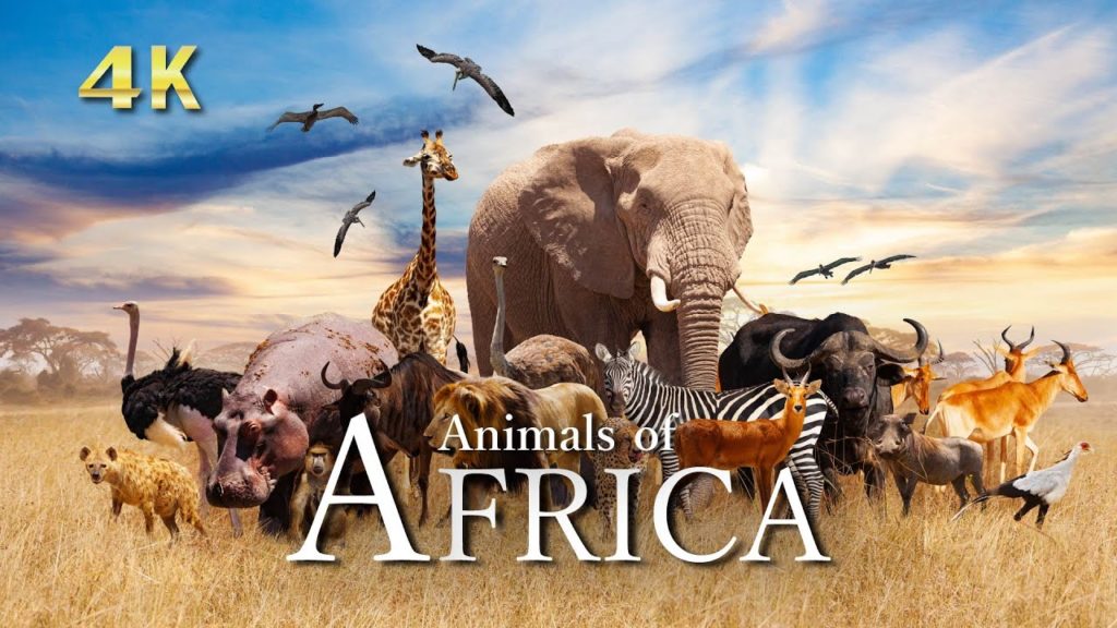 4K野生動物【リラックス音楽】アフリカの大自然風景|絶景&ドローン映像|Animals of Africa 4K野生動物【リラックス音楽】アフリカの大自然風景|絶景&ドローン映像|Animals of Africa