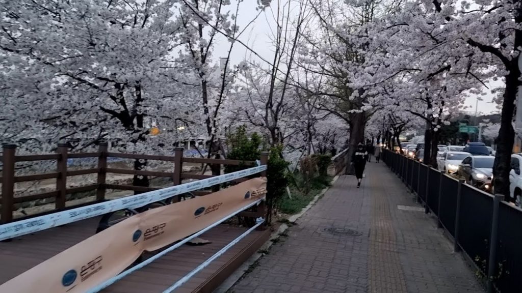 [4K] Walking on Cherry Blossom Bulgwangcheon Seoul Korea Tour