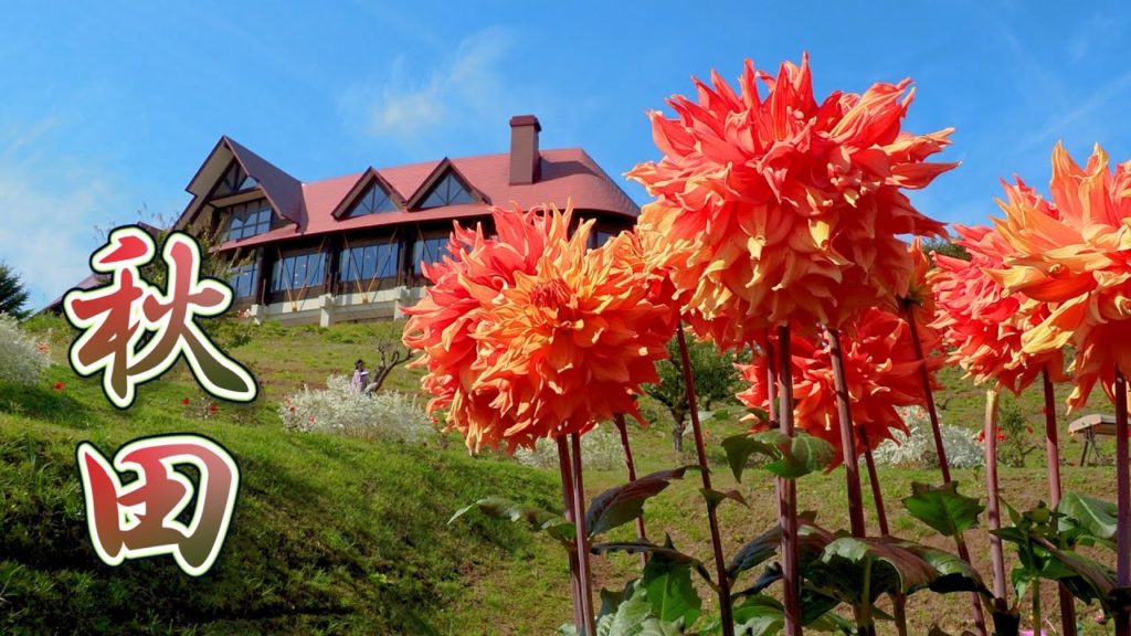 Akita International Dahlia Garden 2021.#秋田国際ダリア園 #4K #Dahlia Akita International Dahlia Garden 2021.#秋田国際ダリア園 #4K #Dahlia