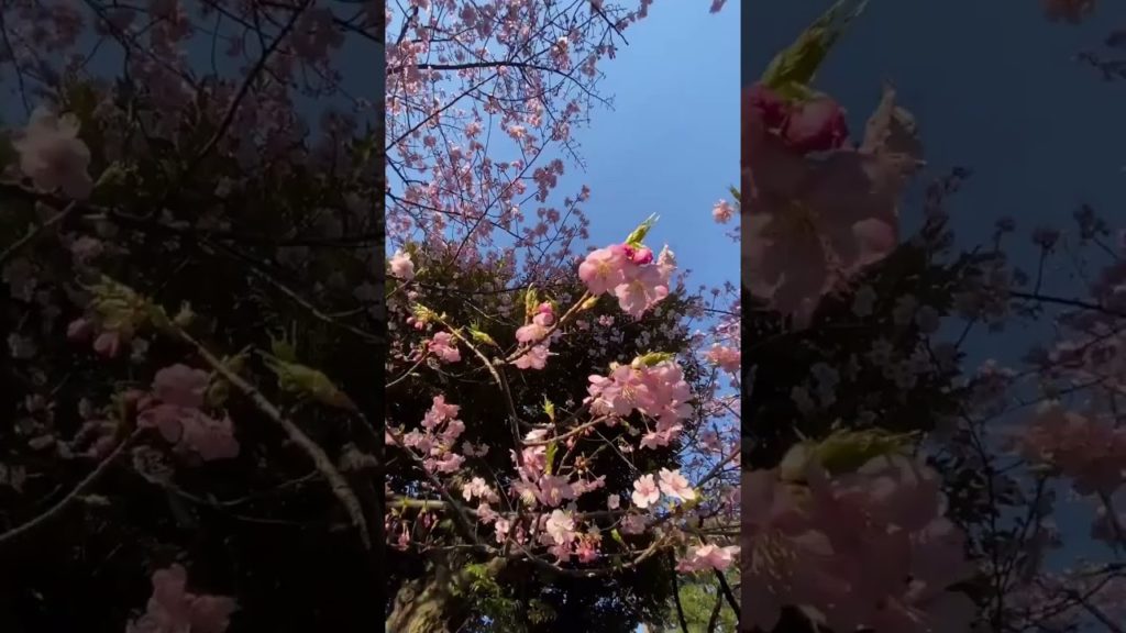 Travel To Japan 🇯🇵 日本旅行 #Shorts