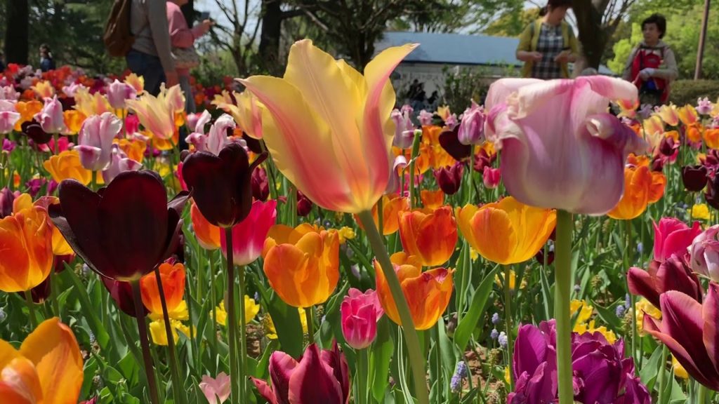 Spring Flower Festival 2019  | Japan Travel Guide