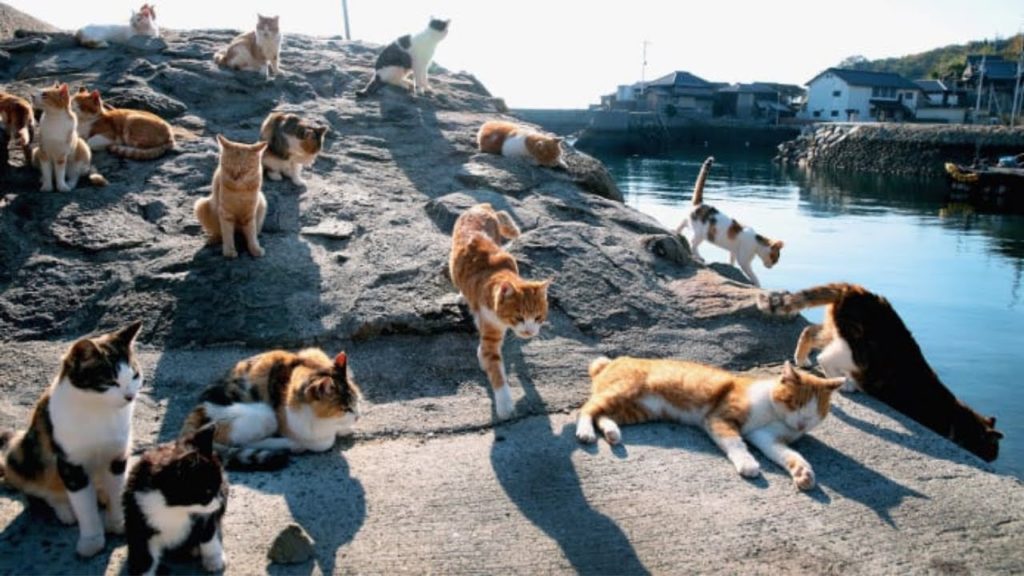 Japan's best islands to visit, from Okinawa to cat sanctuary Aoshima