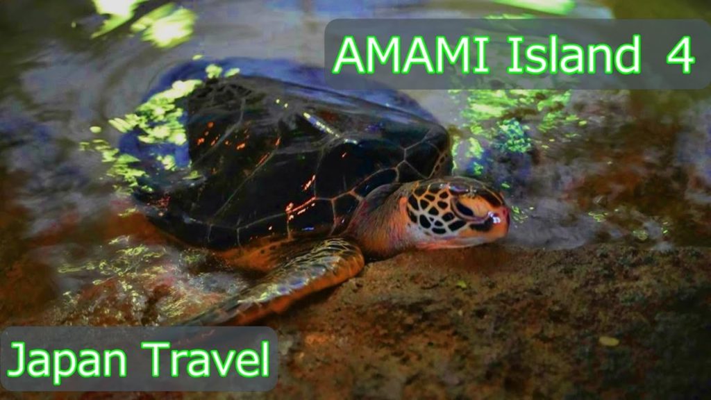 Amami Island travel report part４ [Kagoshima, Japan]