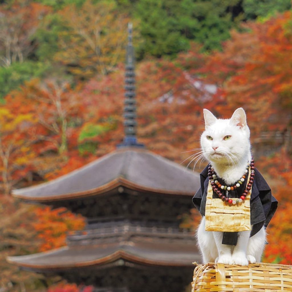 Take a meow-ment to soak in this cuteness! 

Meet Koyuki, the head monk at Nyann...