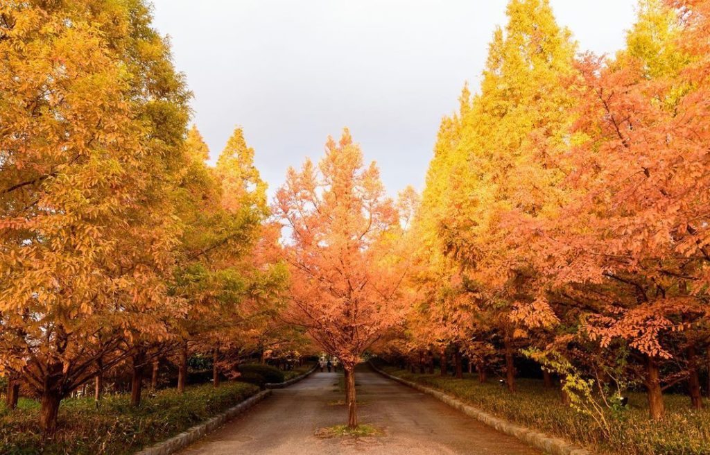 At the Kobe Municipal Arboretum, autumn arrives a bit earlier than in the city o...