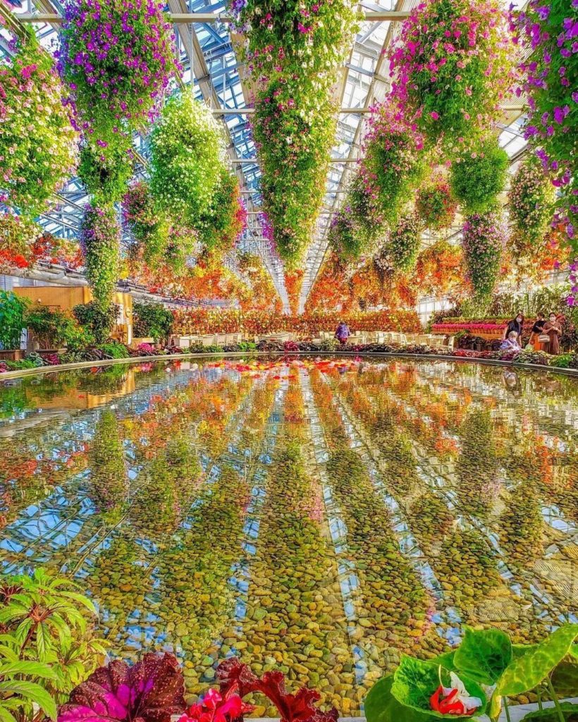 The Begonia Garden at Nabana no Sato Flower Park is one of the largest of its ki...