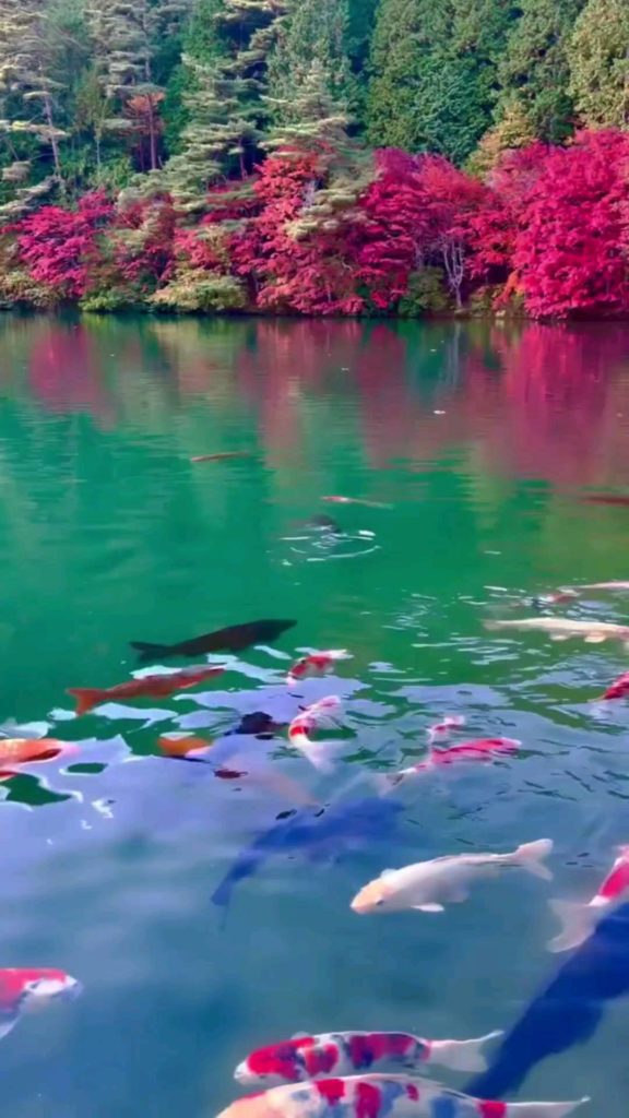 A moment of tranquility to fill what's left of your weekend 
: @m0na_travel
----...