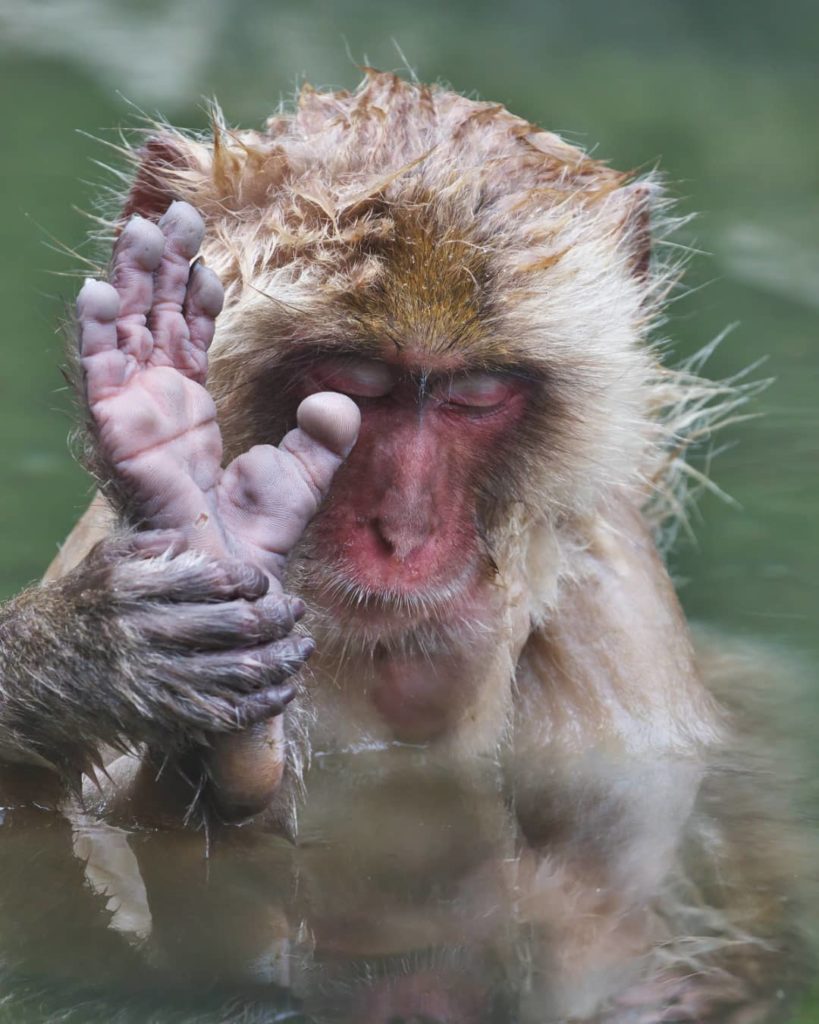 Talk to the hand (or foot), busy chillaxing!  This snow monkey sure knows all ab...