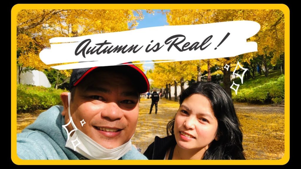 Autumn in Japan / Falling Leaves Season/ Azuma Sports Park Ginkgo Trees