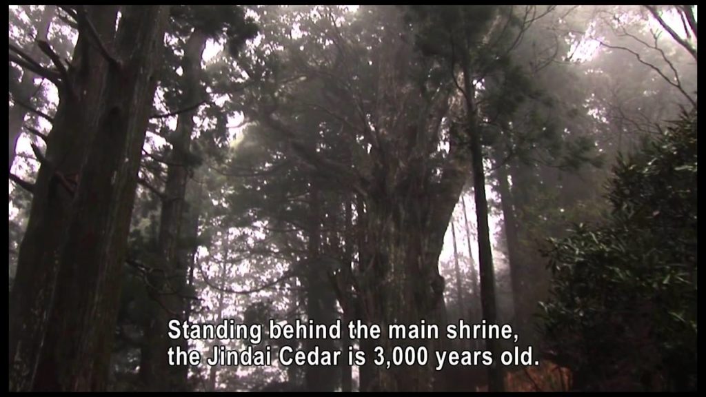 [Beautiful Japan]NARA Tamaki-jinja Shrine