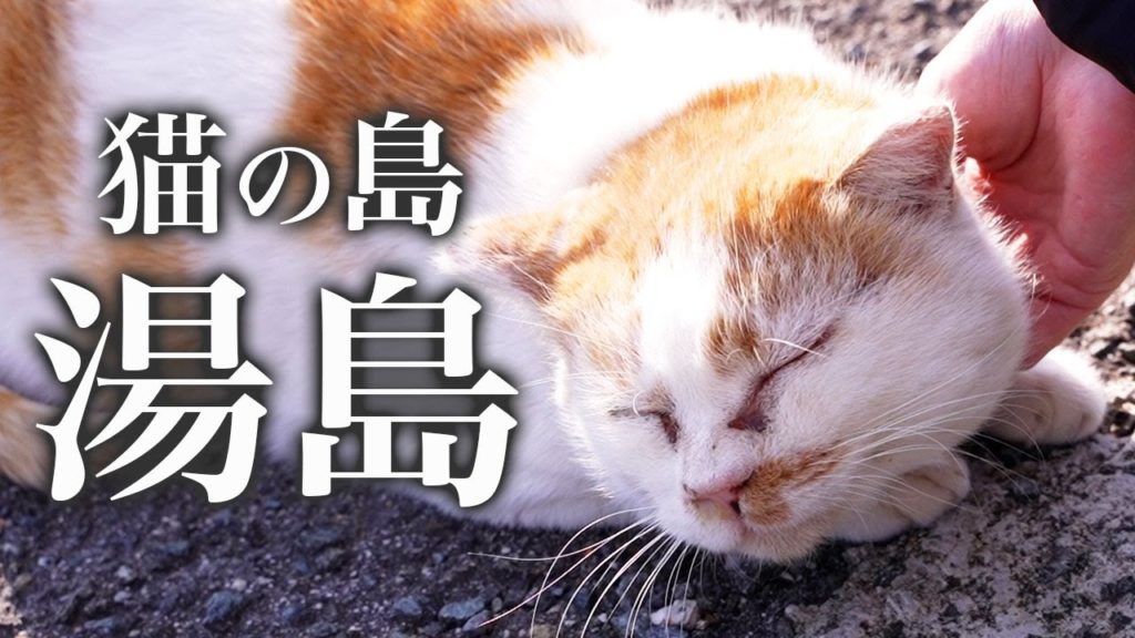 猫の島「湯島」で最高の癒しの時間!上天草市の観光スポットで湯島はかかせない!【熊本観光】 猫の島「湯島」で最高の癒しの時間!上天草市の観光スポットで湯島はかかせない!【熊本観光】