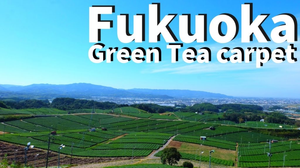 【Fukuoka/Yame】Walking at Yame City(Green tea, matcha, sencha etc) 【Fukuoka/Yame】Walking at Yame City(Green tea, matcha, sencha etc)