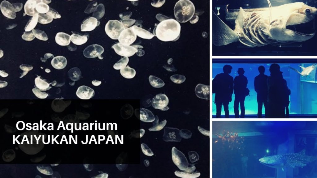Osaka Aquarium KAIYUKAN 海遊館 | Japan Travel Tips