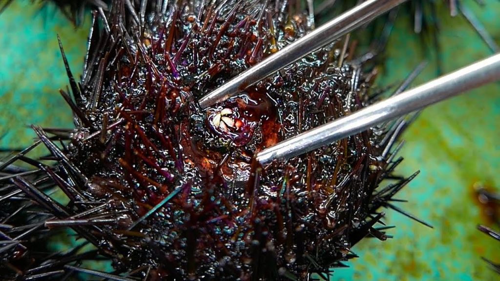 Korean Street Food - SEA URCHIN Sashimi Bibimbap Korea Seafood