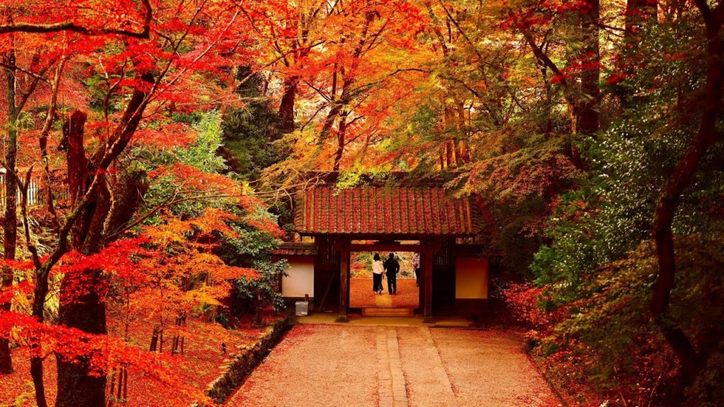 8K HDR 愛知 足助香嵐渓の紅葉ライトアップ Aichi, Asuke Korankei in Autumn, Sunset Time and Illuminated View