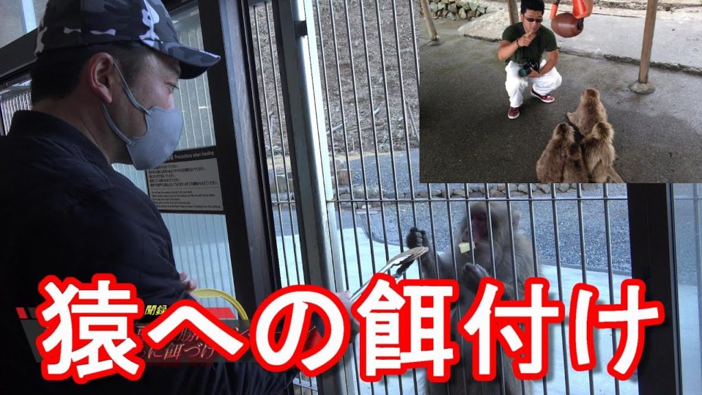伊豆のお勧め名所!静岡県/西伊豆-波勝崎モンキーベイ!野生の猿に餌づけ!Monkey-mountain in Nishi-Izu-town,Shizuoka,Japan! 伊豆のお勧め名所!静岡県/西伊豆-波勝崎モンキーベイ!野生の猿に餌づけ!Monkey-mountain in Nishi-Izu-town,Shizuoka,Japan!