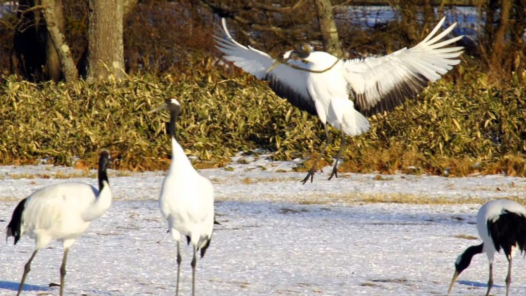Kushiro and the Dancing Cranes