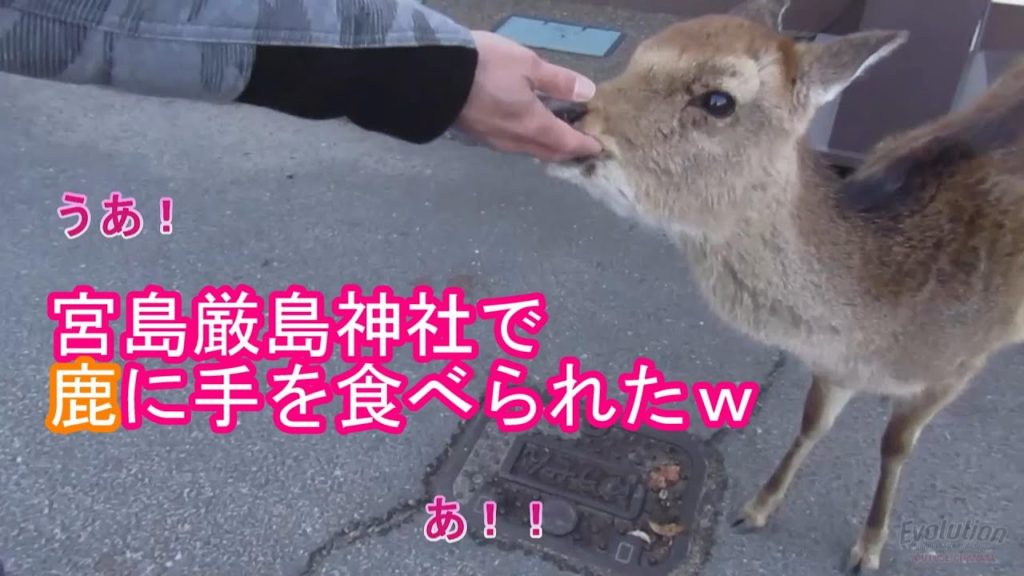 [広島旅行] 世界遺産宮島厳島神社で鹿に手を食べられた