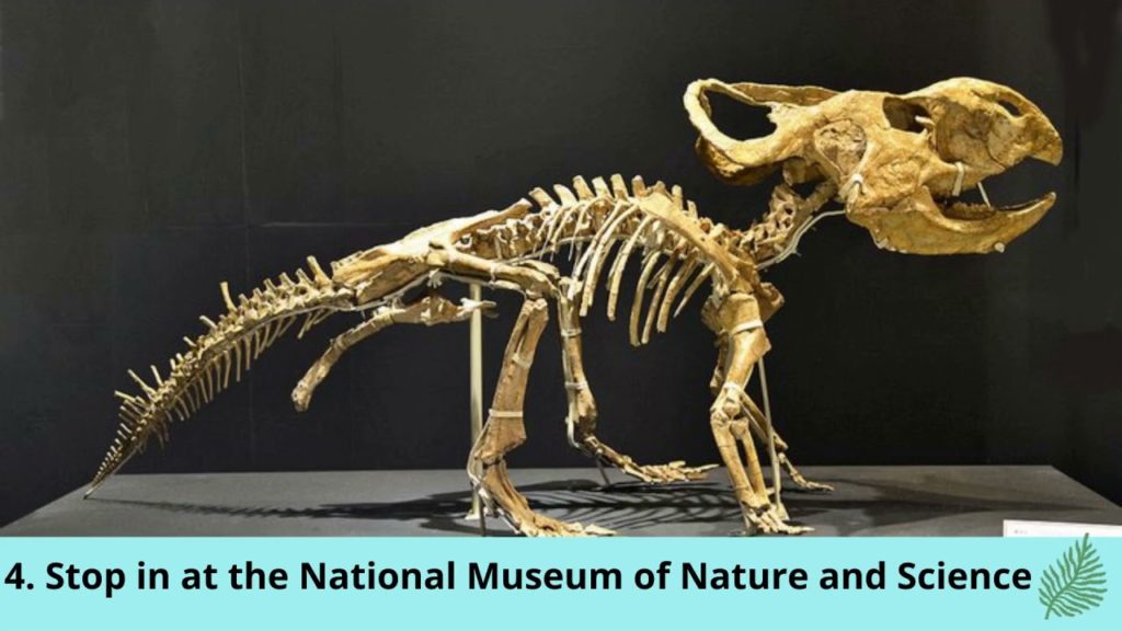 Top Rated Tourist Attractions and Things to Do in Tokyo