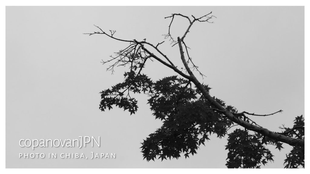 4K Japan garden landscape in CHIBA