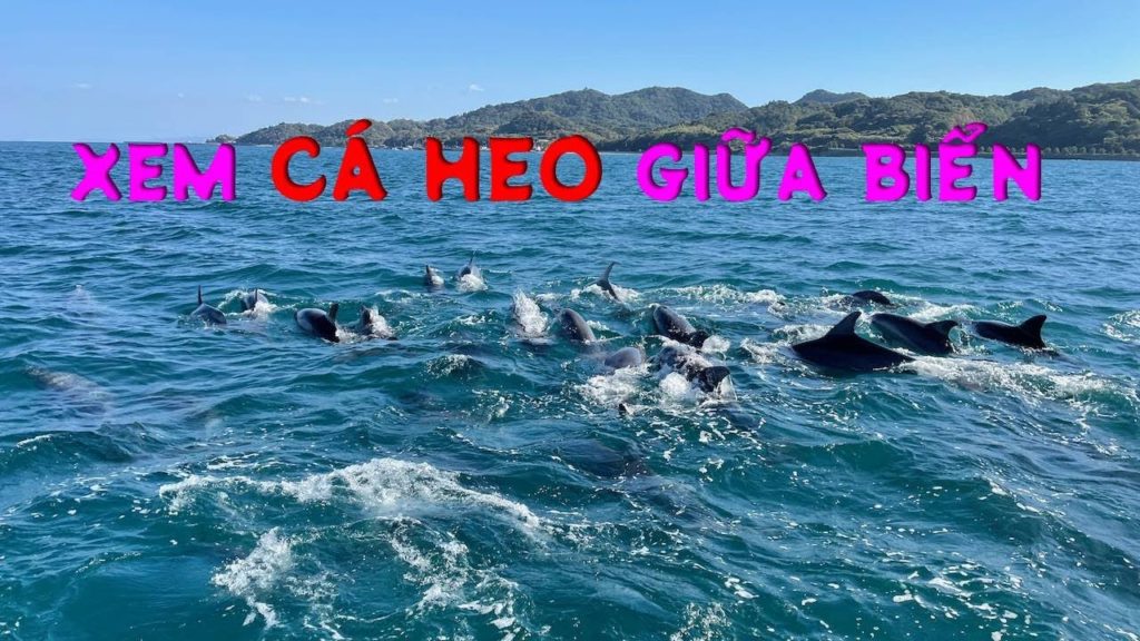 Tham quan KUMAMOTO, xem show cá heo giữa biển | Du lịch Nhật Bản