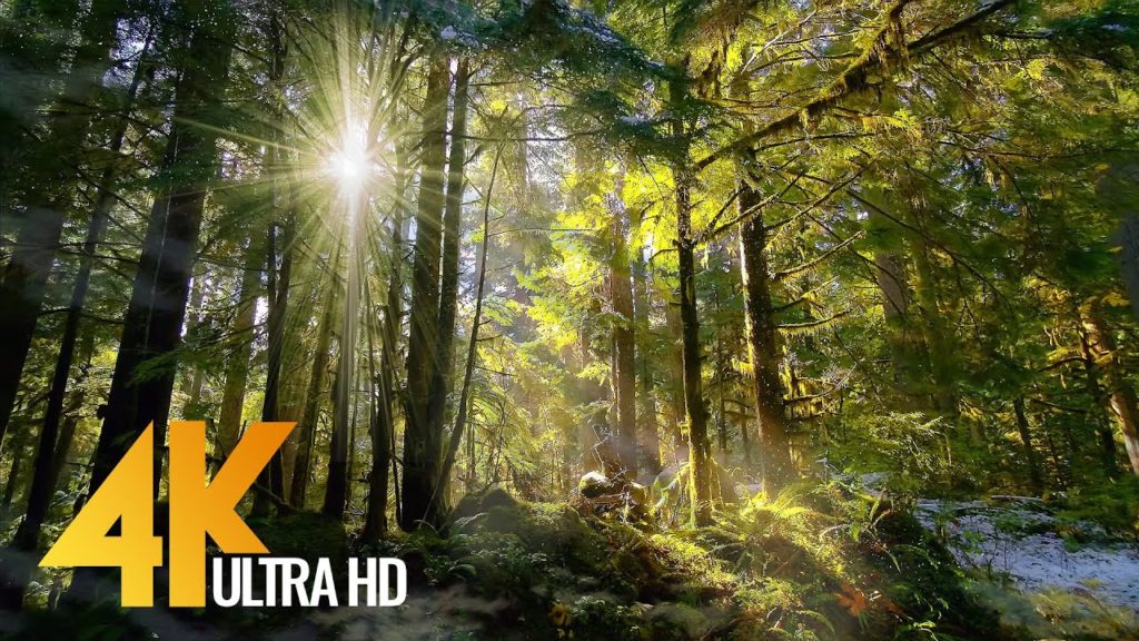Forest Dreams – 4K Virtual Tour in Mossy Forest with Sunbeams bursting through the Trees – Part #3 Forest Dreams - 4K Virtual Tour in Mossy Forest with Sunbeams bursting through the Trees - Part #3
