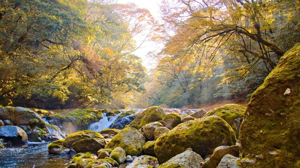 8K HDR 熊本 菊池渓谷の朝 癒しの風景(もや、光芒、水音と輝き、川海苔などの植物)  Kumamoto, Kikuchi Valley in Autumn
