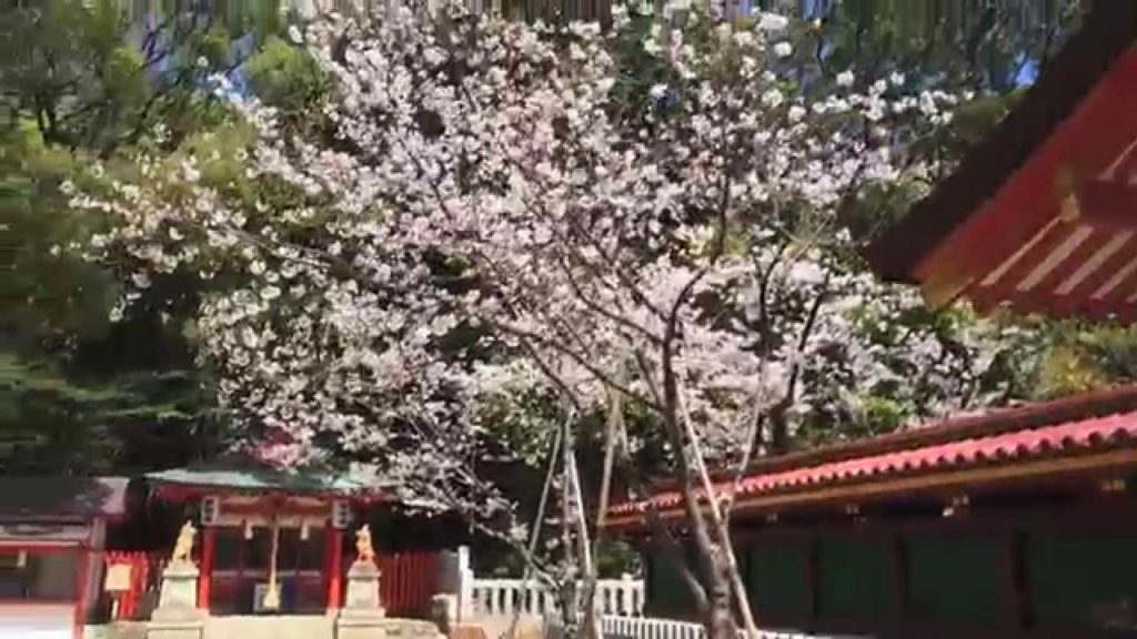 Beautiful Sakura さくら in a Japanese Shrine