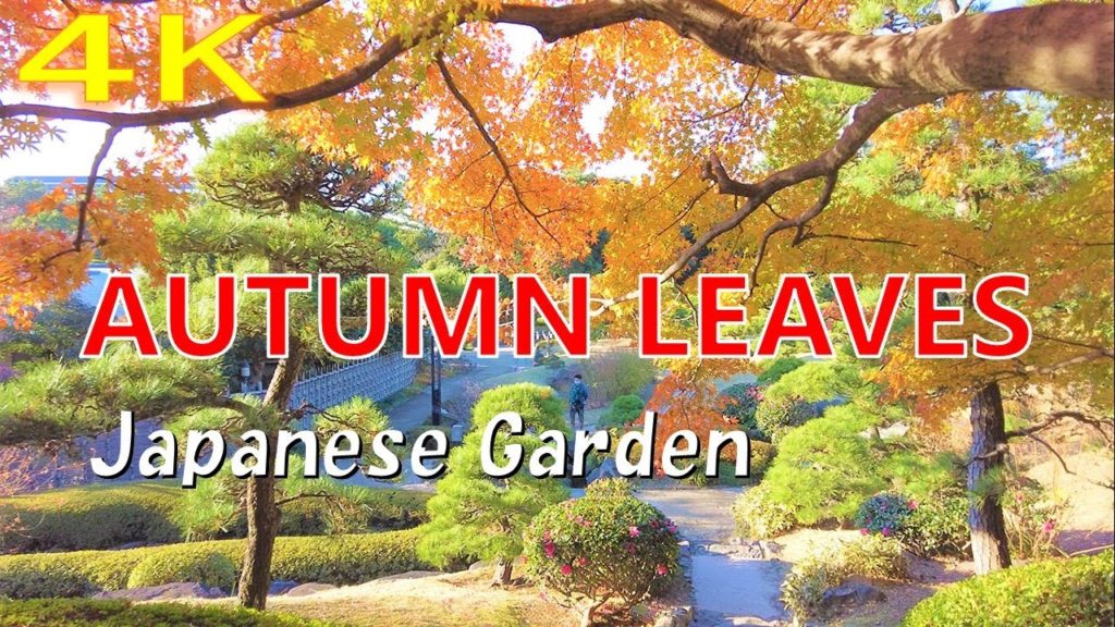 4K Japanese garden and Autumn leaves in Japan 2021