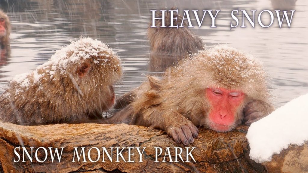 【4K Snowfall】 Snow Monkey Park in the Heavy Snow.大雪の地獄谷野猿公苑 #4K