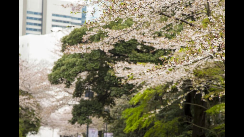 Japanese Cherry Blossoms 2014 - 4K