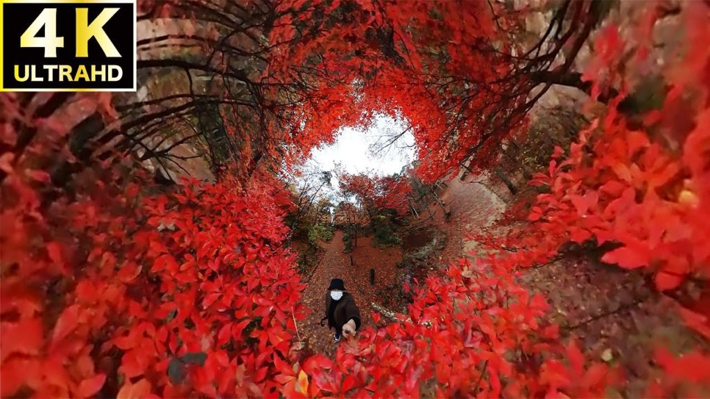 【4K】Walking tour of Japan's autumn leaves 【4K】Walking tour of Japan's autumn leaves