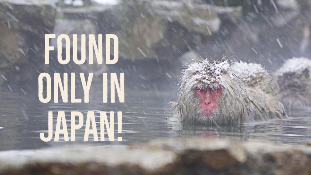 Wild Japanese Snow Monkeys Enjoying the Hot Springs @ Jigokudani, Nagano