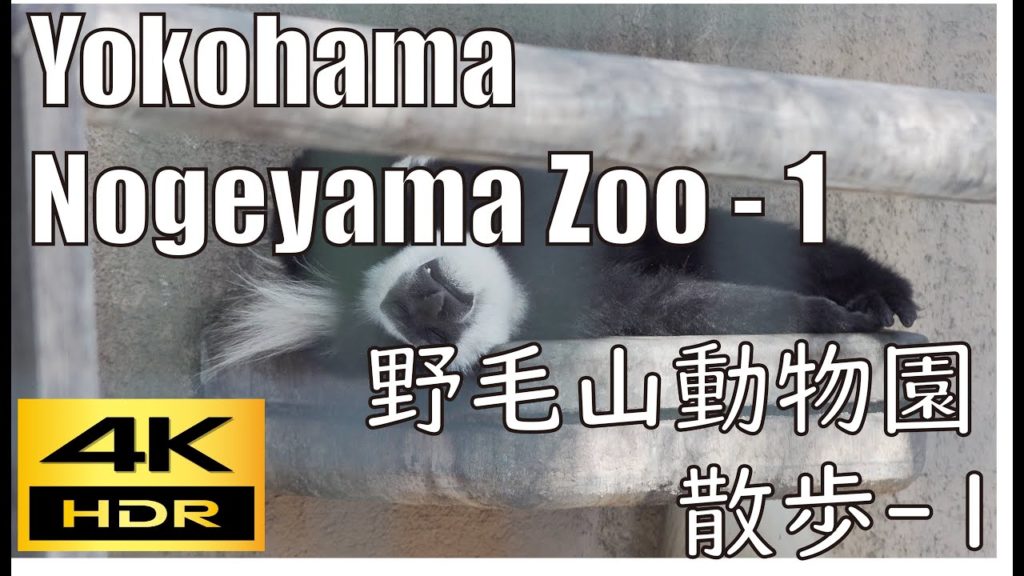 【4K HDR】Walking Nogeyama Zoo Yokohama Nearby tourist attractions - 1