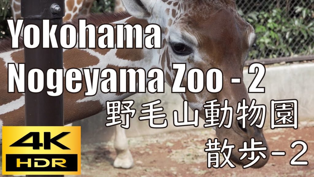 【4K HDR】Walking Nogeyama Zoo Yokohama Nearby tourist attractions - 2