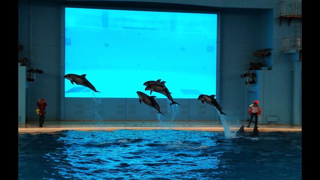 Hakkeijima Sea Paradise Yokohama | Dolphin and Whale Show | Japan