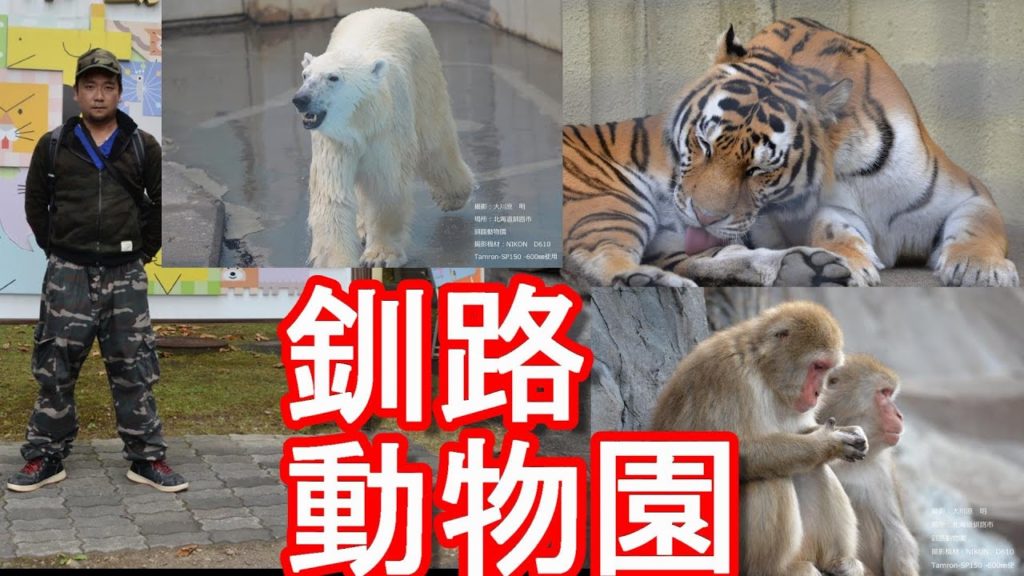 北海道釧路市/釧路動物園-アムールトラのココアとタイガ、シロクマ、ペンギン、ライオンなど数多くの動物がいるお薦め動物園Kushiro-zoo,Kushiro city,Hokkaido,Japan 北海道釧路市/釧路動物園-アムールトラのココアとタイガ、シロクマ、ペンギン、ライオンなど数多くの動物がいるお薦め動物園Kushiro-zoo,Kushiro city,Hokkaido,Japan