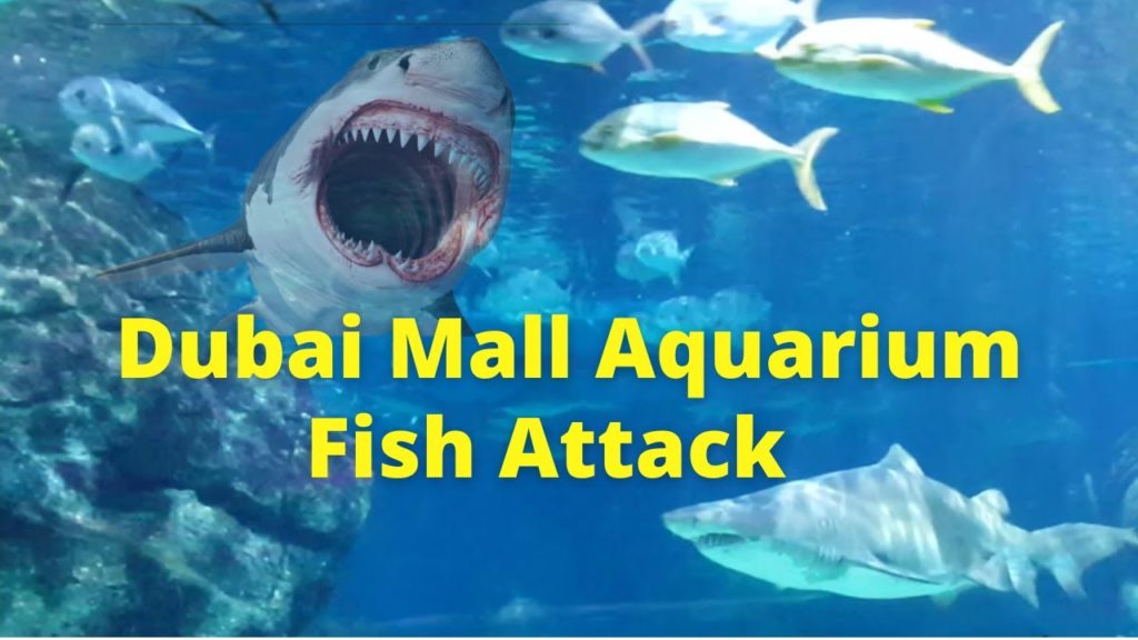 Dubai Aquarium Fish Attack - Fish Dying in Aquarium Tank - Fish Fight