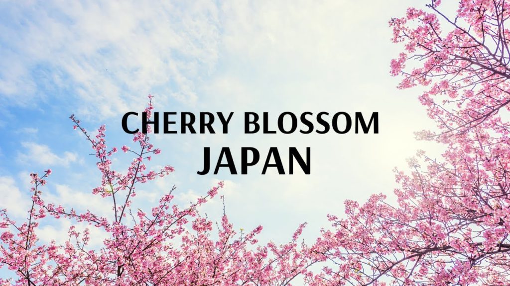 Cherry Blossom Japan Cherry Blossom Japan
