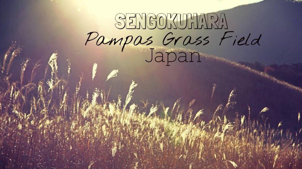 EXPLORE HAKONE JAPAN (SENGOKUHARA PAMPAS GRASS FIELD) EXPLORE HAKONE JAPAN (SENGOKUHARA PAMPAS GRASS FIELD)