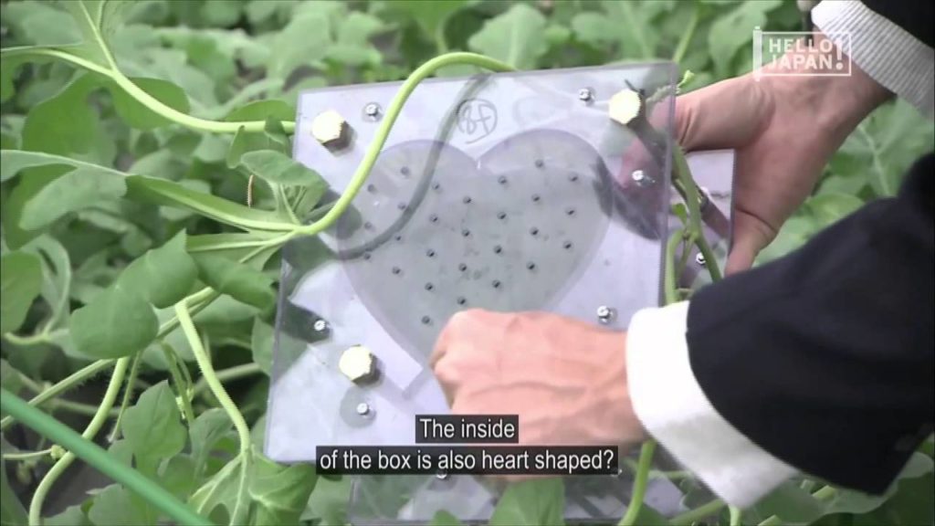 Pure Japan Asia Kawaii Heart Shaped Water Melon