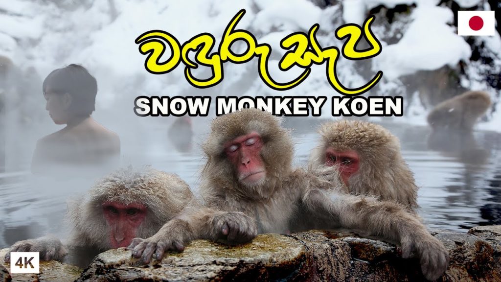 අපිට නැති සැප වඳුරන්ට |JIGOKUDANI SNOW MONKEY PARK | Hithumathe JAPAN |4K