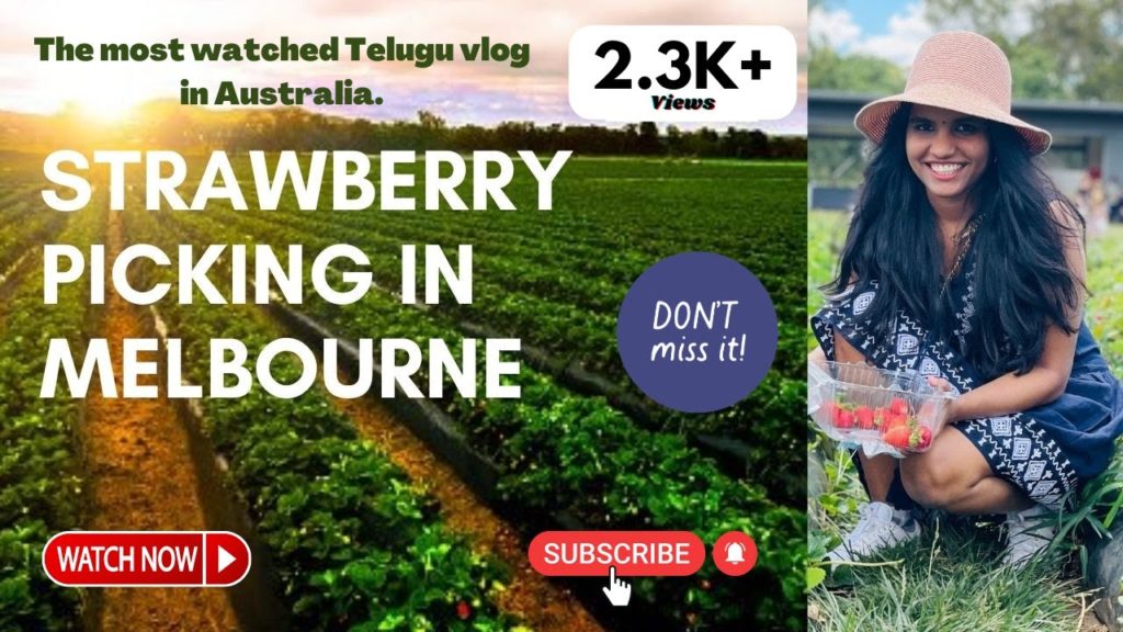 Strawberry Picking in Australia| Telugu Vlogs in Australia.