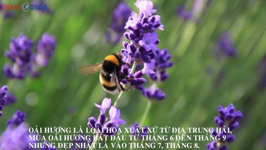 Du lịch Nhật Bản ngắm những cánh đồng hoa oải hương nở rộ giữa mùa hè Du lịch Nhật Bản ngắm những cánh đồng hoa oải hương nở rộ giữa mùa hè