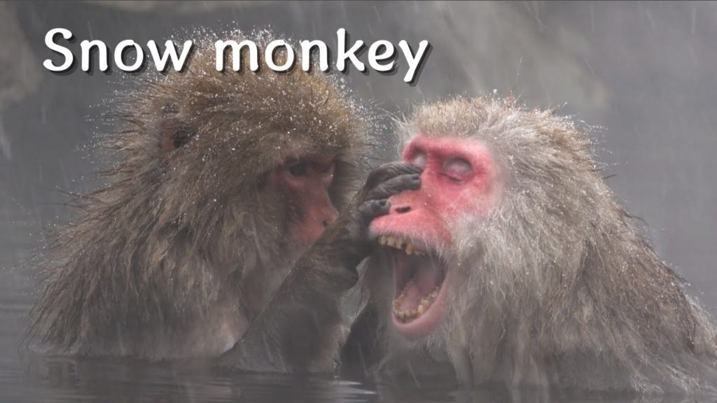 【The Snow Monkeys of Jigokudani,Yamanouchi,Nagano】長野県山ノ内町にある地獄谷野猿公苑にいる日本ザル「スノーモンキー」は世界で唯一温泉に入るサル。 【The Snow Monkeys of Jigokudani,Yamanouchi,Nagano】長野県山ノ内町にある地獄谷野猿公苑にいる日本ザル「スノーモンキー」は世界で唯一温泉に入るサル。
